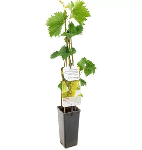 Árbol de Uva Blanca Natural Planta Frutal Resistente y Fácil de Cuidar