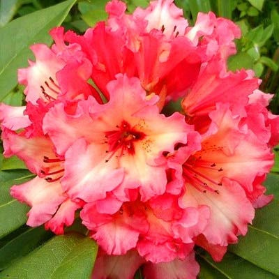 Graines De Fleurs De Rhododendron Pour Un Beau Jardin Rouge Clair Ensemble De 100 Pièces