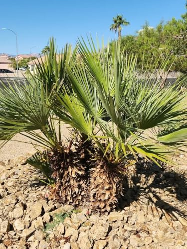 10 Seeds of Mediterranean Fan Palm Tree | European Fan Palm | Chamaerops Humilis