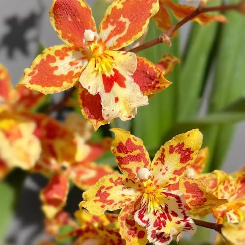 semi di orchidea oncidium - selvatici da balcone resistenti decorazione da giardino per esterni, tappeto to ornamentali decorazione 350pcs