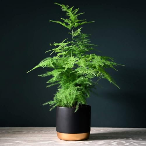 Asparagus Fern Plumosus Indoor House Plants Ligth Fern-Like Foliage Climbing Plant Perfect for Table Tops and Windowsills 1 x 13cm Pots Asparagus Fern Plumosus