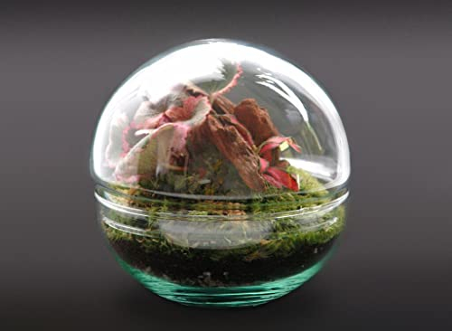 Garden Center shop by VM TERRARIO Planta Natural Micro Habitat Cristal Ball Sax FIT 12X12 CM NANOGARDEN Jardin EN Miniatura ECOSISTEMA