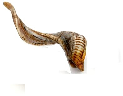 Brillibrum Design echtes Schafhorn 1 Stück dunkel Schafhörner ein kleines Schaf-Horn poliert Gehörn Widder kleines Ziegenhorn Methorn Jagd Geweih Horn (10-20cm)