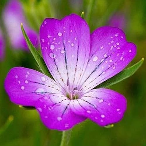 Welldales 50 Giant Purple Corncockle Seeds UK Hardy Native Annual Meadow Garden Wildflower