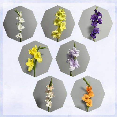 30 pcs gladiolen zwiebeln mix, Gladiolus, blumen winterhart, bienenfreund gladiolen knollen blumenzwiebeln frühblüher, blumenzwiebeln sommerblüher flowers decoration, zimmerpflanzen