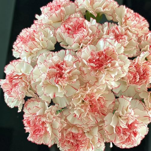 semi di garofano - biologici resistenti da balcone giardino perenni 30pcs