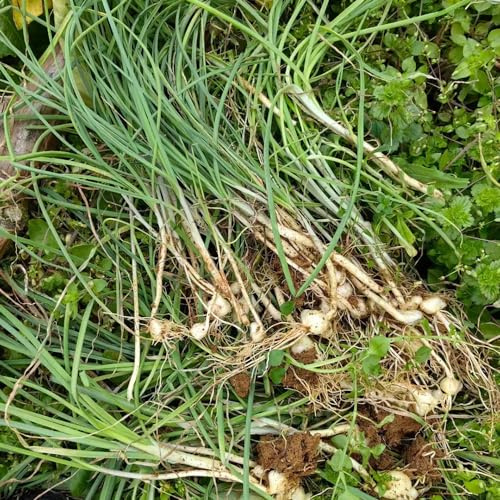 ajo silvestre semillas orgánicas de primavera de ajo silvestre semillas interior exóticas resistentes para jardines rocas decoración 10pcs