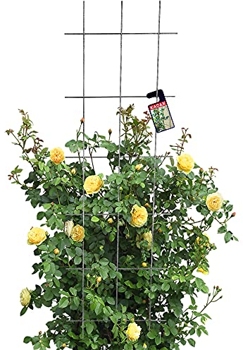 KADAX Rankgitter, Gitterspalier für Garten, Pflanzen, Balkon, Terrasse, Metall Spalier, Rankhilfe, Klettergitter aus Stahl, Kletterhilfe, Rosenspalier, Pflanzengitter (45 x 150 cm)