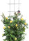 KADAX Treillis en Métal pour Jardin, Balcon, Terrasse - Tuteur pour Plantes Grimpantes en Acier - Aide à l'Escalade, Treillis à Roses (45 x 150 cm)