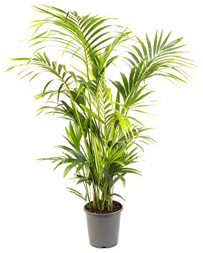 Kentia Palm Real Exotic Large Indoor Plant for Your Home Or Office Air Purifying Tall Indoor Plants in Growers Pots Various Sizes of House Plants for Indoors 140-160cm (Incl. Pot)