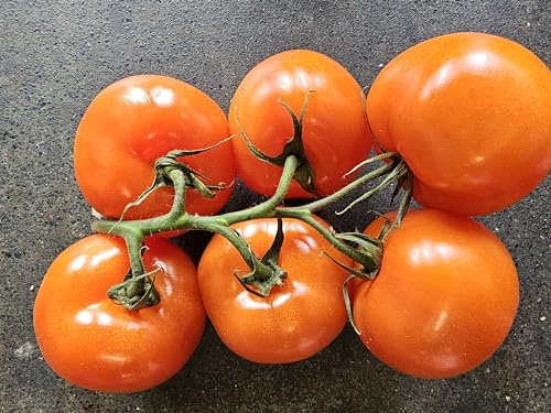 Large Vine Tomatoes & Peppers Bundle, Fresh Produce Pack