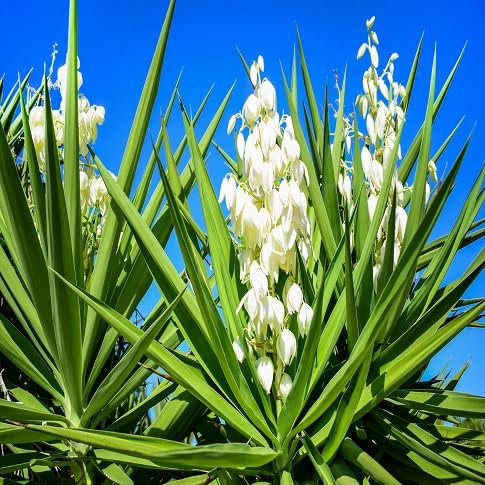 60 graines de fleurs de yucca fraîches