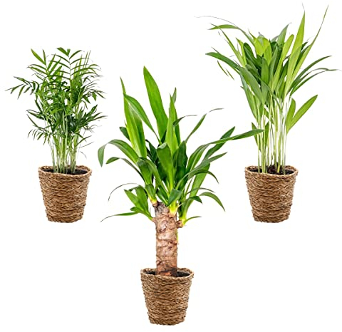 3x Mix di palme tropicali con cestino in erba marina – Facili da curare – ⌀12 cm – 20-45 cm