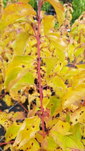 Cornus sanguinea 'Midwinter Fire' / Cornouiller sanguin à bois orange/Conteneur de 3 à 4 litres