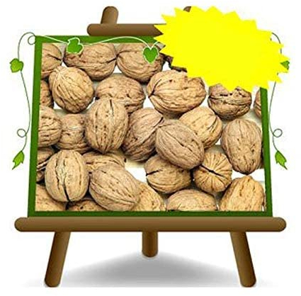 EURO PLANTS VIVAI Noce Comune var Chandler – Pianta da Frutto Antico Portainnesto Juglans Regia su Vaso ø 26 cm - Altezza 180~200 cm - Età 4 Anni