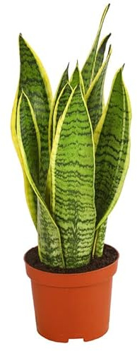 Sansevieria Natural Planta Ornamental Conocida como Planta Serpiente
