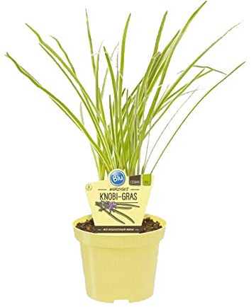 Bio Knobi-Gras (Tulbaghia violacea), Kräuter Pflanzen aus nachhaltigem Anbau