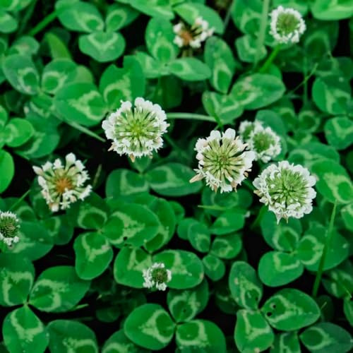 weißkleesamen - exotische winterhart garten balkon bio 300pcs