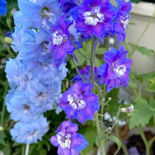semi di delphinium annuali - biologici perenni giardino resistenti esterno 1000pcs