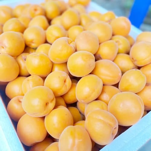 Semi di albicocca, da frutto da frutto colonnari vecchie varietà frutteto esotiche fresca colonnare esterno resistenti esterno acquistare 8pcs
