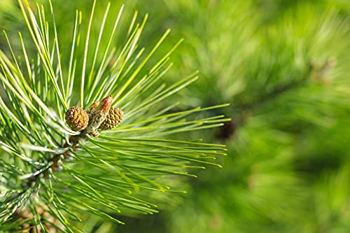 100st. Kiefer Pinus sylvestris 30-60cm Waldkiefer Wurzelware Forstpflanzen Nadelgehölze