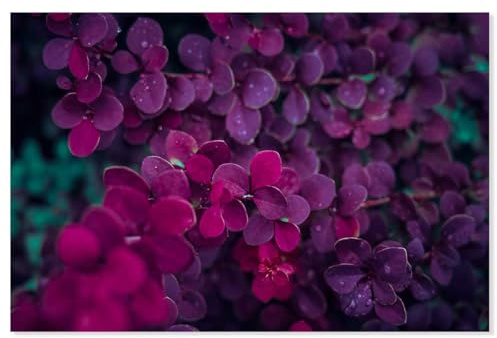 Hexoa Tableau Fleurs de Lilas au Printemps - Made in France - Tableau Verre Acrylique 60x40