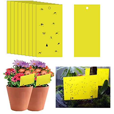 20 trappole adesive per mosche, 20 x 10 cm, adesivi di carta per mosche gialli, adesivi di protezione per piante, acchiappamosche appiccicose a doppio lato per insetti contro moscerini funghi, mosche