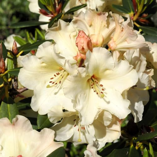 Rhododendron 'Barnaby Sunset' - Dwarf Evergreen Azalea with Pale Yellow Flowers, Ideal for Spring Borders, Woodland Gardens & Patio Containers - 1x 7 Litre Potted Plants by Thompson & Morgan