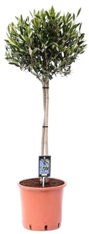 Trendyplants - Olea Olive - Olivenbaum - Gartenpflanze - Höhe 90-110 cm - Topfgröße Ø22cm