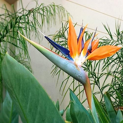 Bird of Paradise Strelitzia Reginae Tropical House Plant Seeds - 8 Fresh Rare Seeds