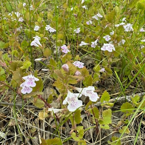 semi biologici di edera terrestre - esotiche giardino vecchie varietà 200pcs