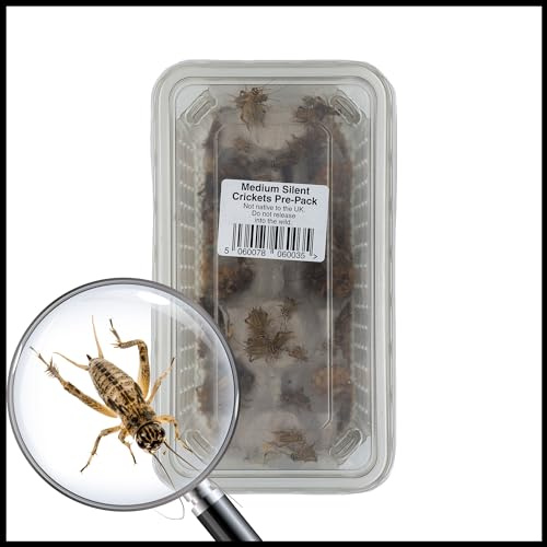 Livefoods4u House Brown Crickets 8-12mm Tub of 125 | Live Reptile Food