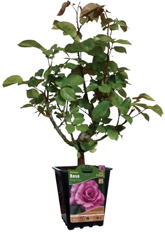 Rosal de Flor Grande Rosa Natural una Pincelada de Color para tu Patio