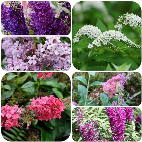 Buddleja arbustiva - rialzata balcone cespuglio arbusti e siepi a crescita decorazioni per il soggiorno con 160semi