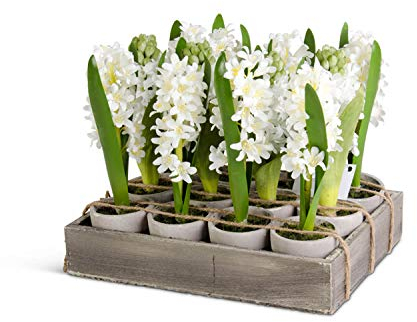 K&K Interiors 16415A Hyazinthe mit Holztablett, 15,2 cm, Weiß