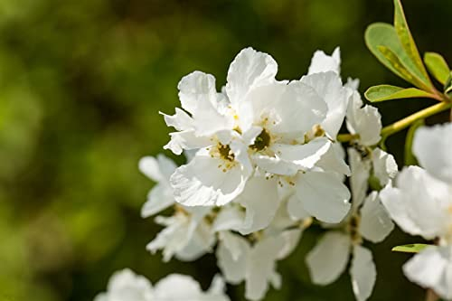 Exochorda racemosa 'Magical Springtime' 60–80 cm – Winterhart, Mehrjährig, Pflegeleicht – Perlenstrauch – Zierstrauch für Garten & Beet