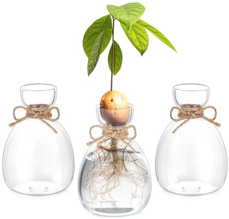 Hewory Avocado Seed Starter Vase: 3 Pcs Glass Avocado Tree Growing Kit Pot for Indoor Plant - Rustic Acorn Vases for Plant Gardening Lovers