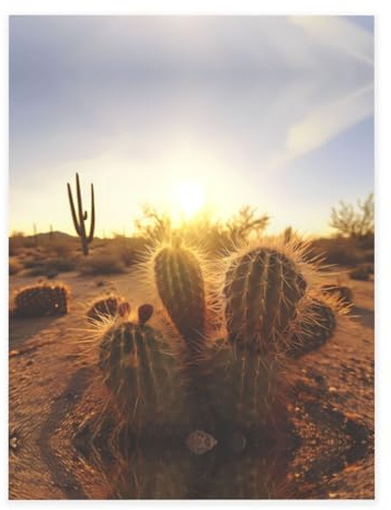 WBQLSL Adesivi decorativi con cristalli stampati a forma di cactus, perfetti per custodie per telefono, nail art, artigianato e biglietti di auguri.