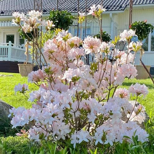 semillas resistentes de azalea - perennes orgánicas balcón Decoración jardín 100pcs