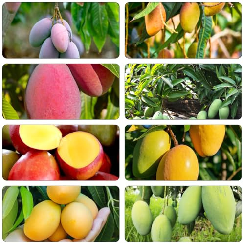 mangobaum balkonpflanzen hochbeet für balkon mango bio dachbegrünung zimmerpflanze obstbaum baumsamen winterharte kübelpflanzen obstsamen säulenobstbäume gartenpflanzen 22samen