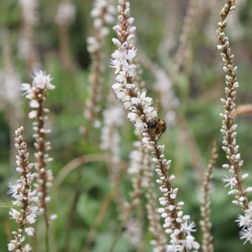 6x Kerzenknöterich 'Alba' - Persicaria amplexicaulis ‘Alba’ - Topf 9x9cm