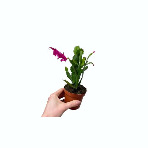 Planta Viva Flor de Navidad Cactus Schlumbergera Mix Color
