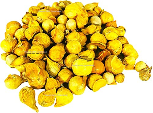 Genuine Elephant Garlic 09 Corms/Seeds- You Will get Same in 2nd Picture