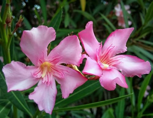 Pack 2 Adelfa Plantas Naturales Ideales para el Exterior