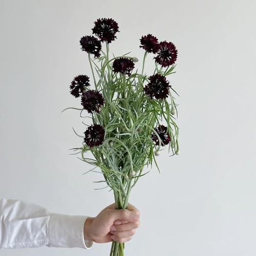 semi di fiordaliso biologici - aiuole rialzate giardino roccioso resistenti 200pcs