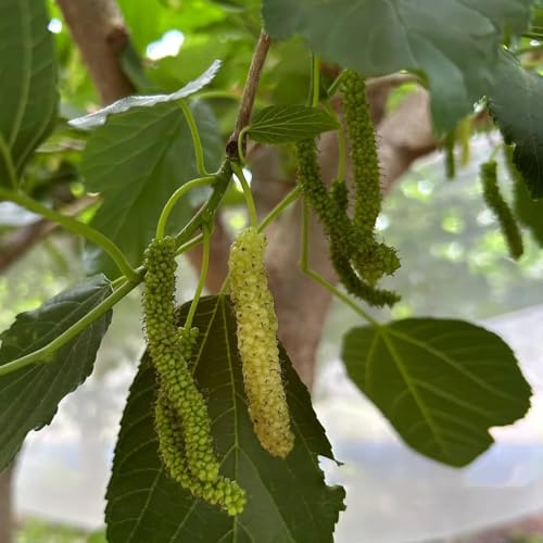 acquistare semi di gelso, nani resistenti da giardino roccioso colonnare fresca resistenti per il giardino esotiche regali per gli amanti 200pcs
