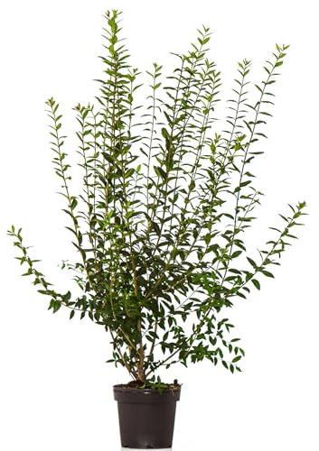 Dehner Wintergrüner Liguster Atrovirens, für 5 Meter Hecke, ca. 100-150 cm, 15 x 7.5 l Topf, Heckenpflanze