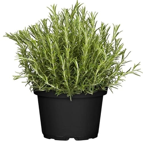DECOALIVE Planta de Romero PREMIUM - Planta Natural para Cocinar - Hierbas Provenzales Naturales para Huerto Urbano