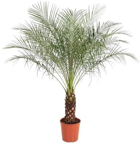 Dvärgdadelpalm – Phoenix Roebelenii – 190 cm – ø 40 cm