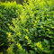 Semillas resistentes de seto de aligustre, plantas de otoño Ligustro lucidum, plantas raras plantas de jardín de rocas plantas para lugares soleados arbustos de rápido crecimiento 100pcs